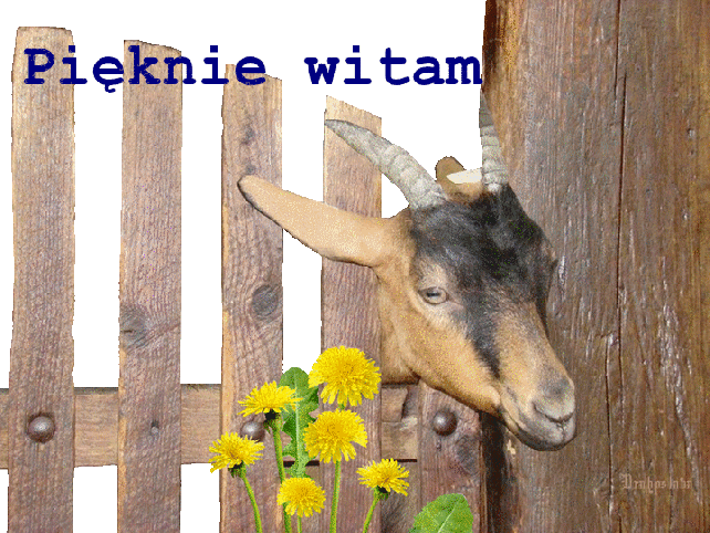 Koziołek pięknie wita